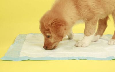 House Training your Puppy. By Denver Dumb Friends League