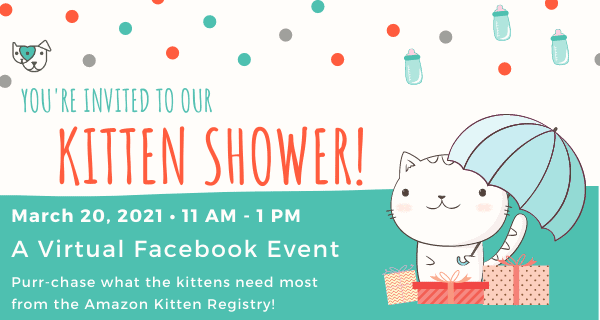 Kitten Shower