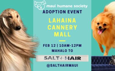 Adoption Event: Salt + Hair at Lahaina Cannery Mall