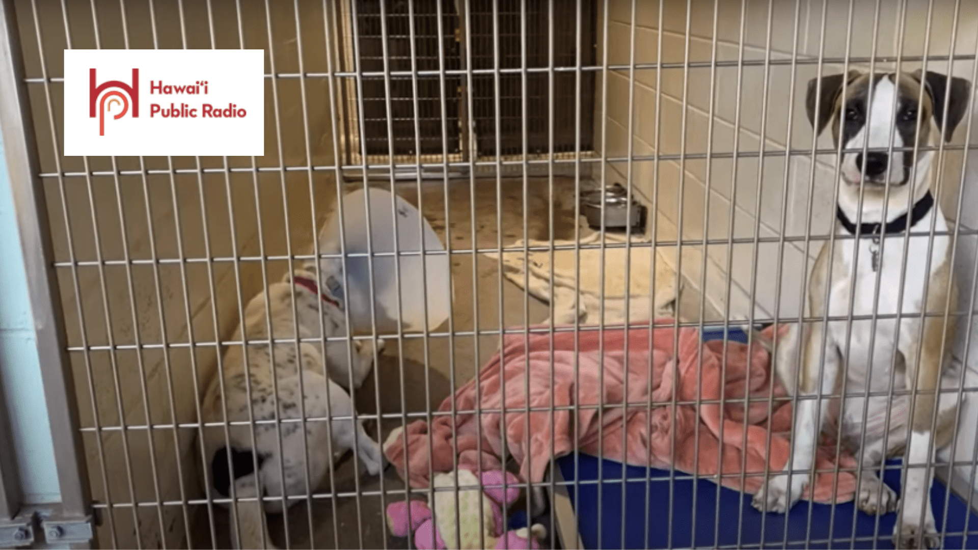 Maui Humane Society in search of immediate foster homes