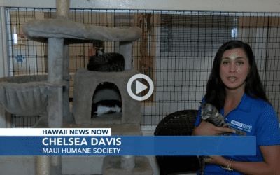 Hawaii News Now: Looking for a furry friend? Homes for scores of cats, guinea pigs and rabbits needed