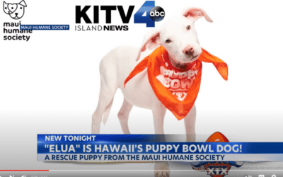 KITV: Maui Humane Society pup to play in the 2023 Puppy Bowl — as local shelters look to find furever homes