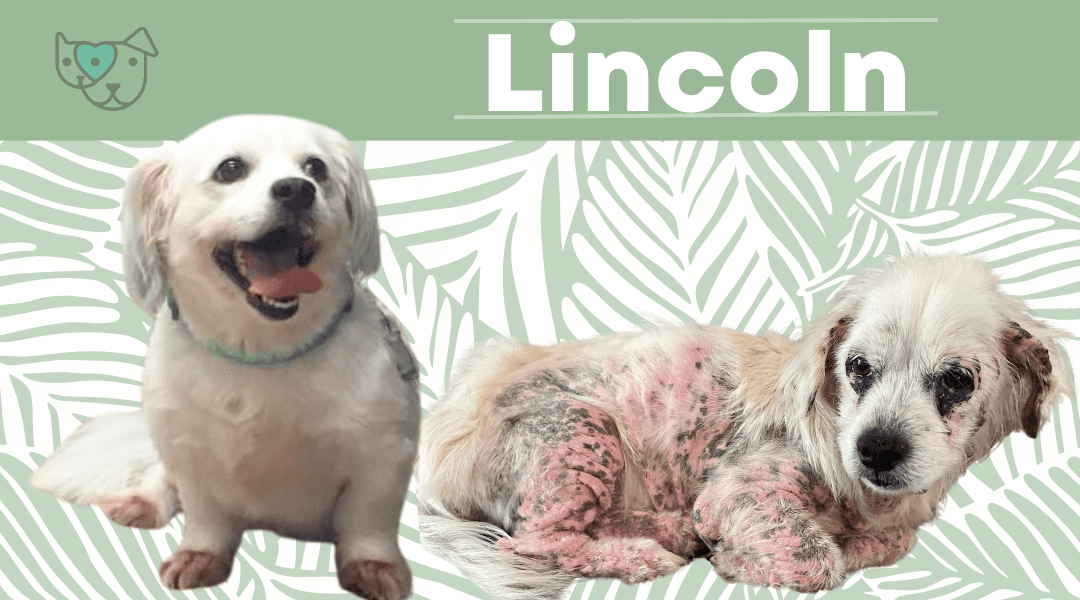 Lincoln - Dog who was neglected, hairless and painfully itchy
