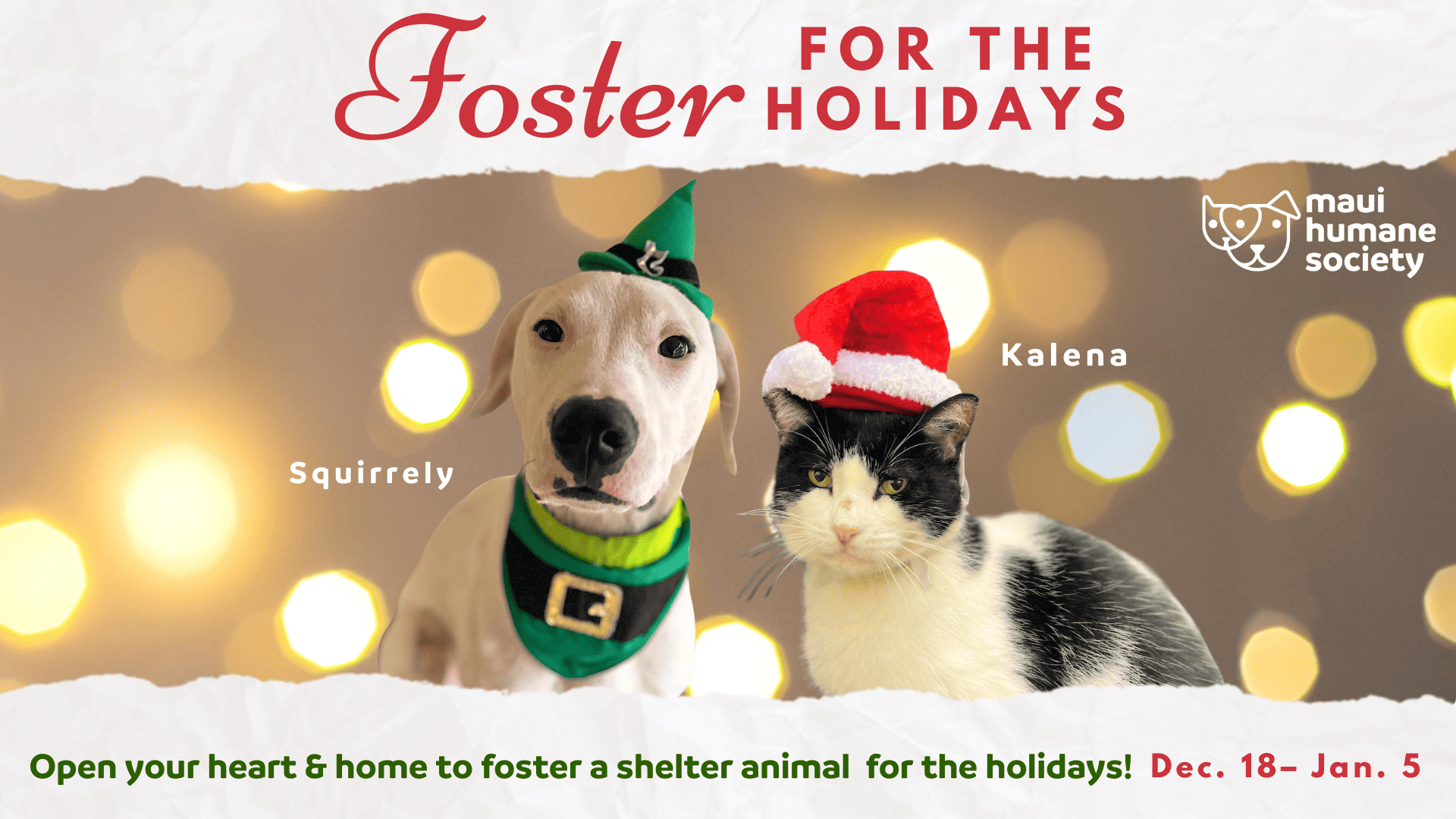 foster for the holidays 2023 foster for the holidays 2023