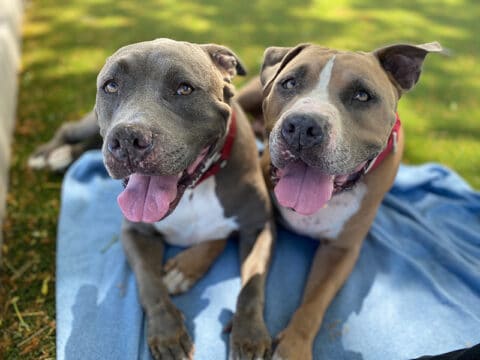 Home - Maui Humane Society