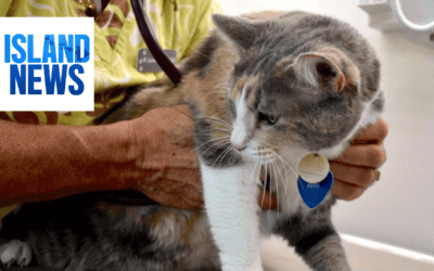 Maui Humane Society continues to care for nearly 300 pets from Lahaina wildfires