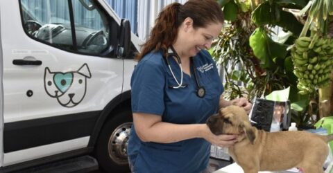 Home - Maui Humane Society