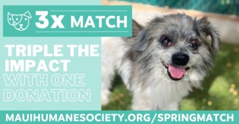 Home - Maui Humane Society