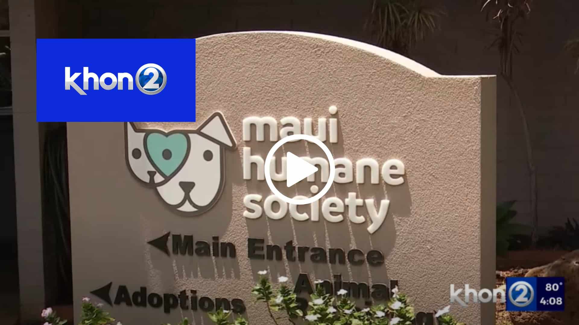 KHON2: large intake, dog fosters needed