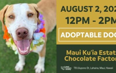 Maui Ku’ia Chocolate Estate – Adoptable dogs!