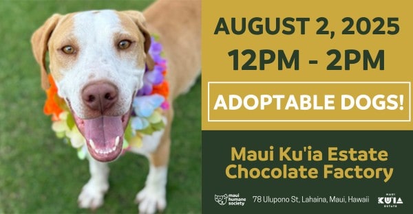 kuia chocolate adoption event