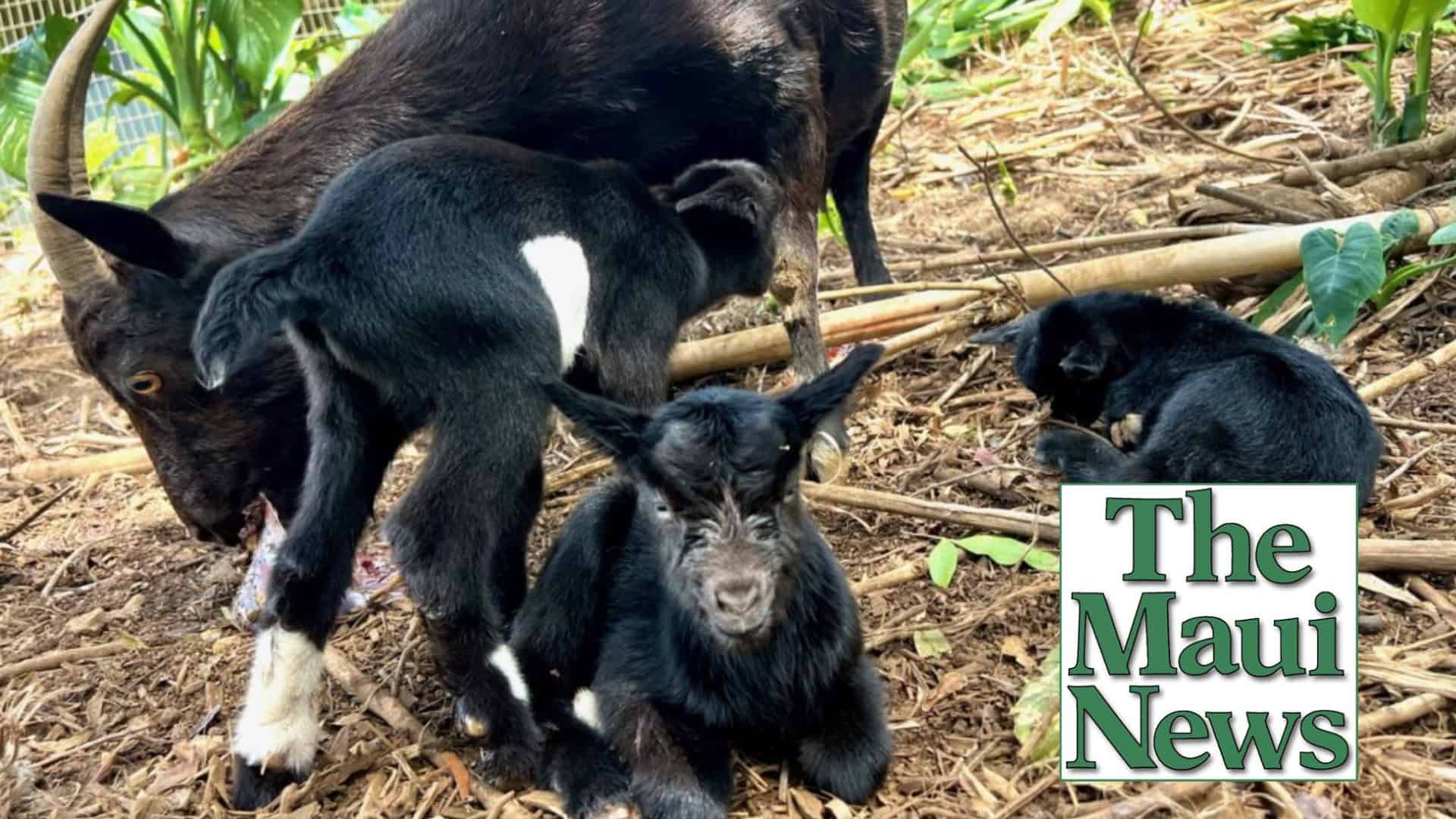 Emily the goat: Maui News