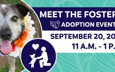 Meet The Fosters!