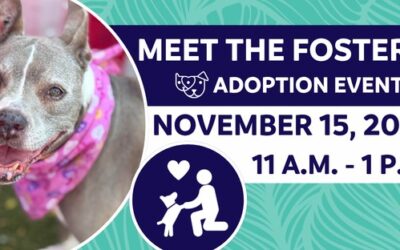 Meet The Fosters!
