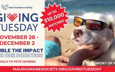 Giving Tuesday!