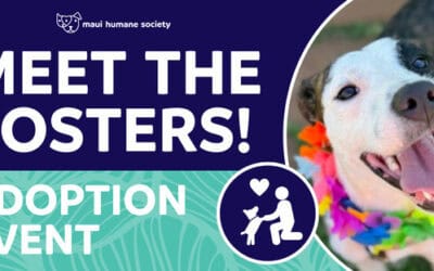 Meet The Fosters!