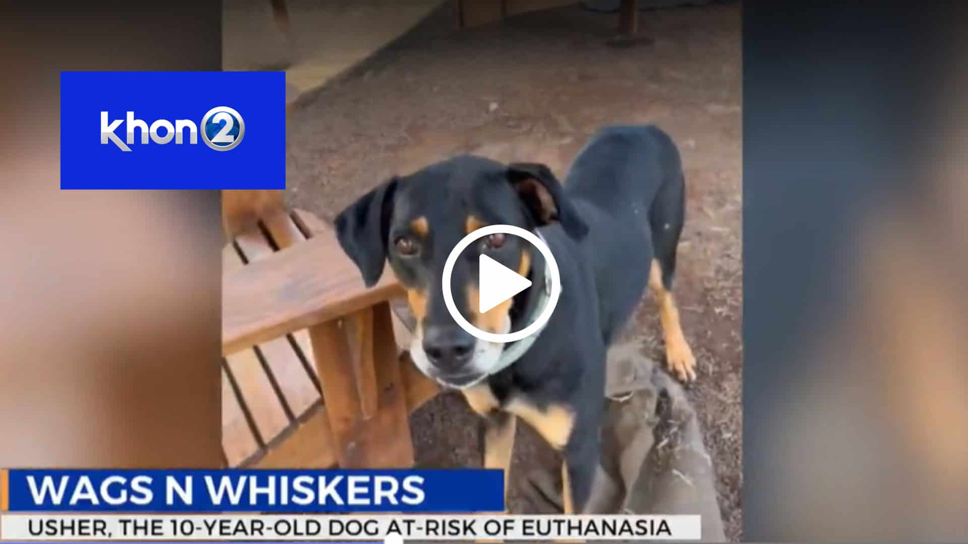 wags n whiskers: usher