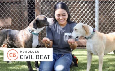 Packed Maui Animal Shelter Makes Desperate Plea For Help