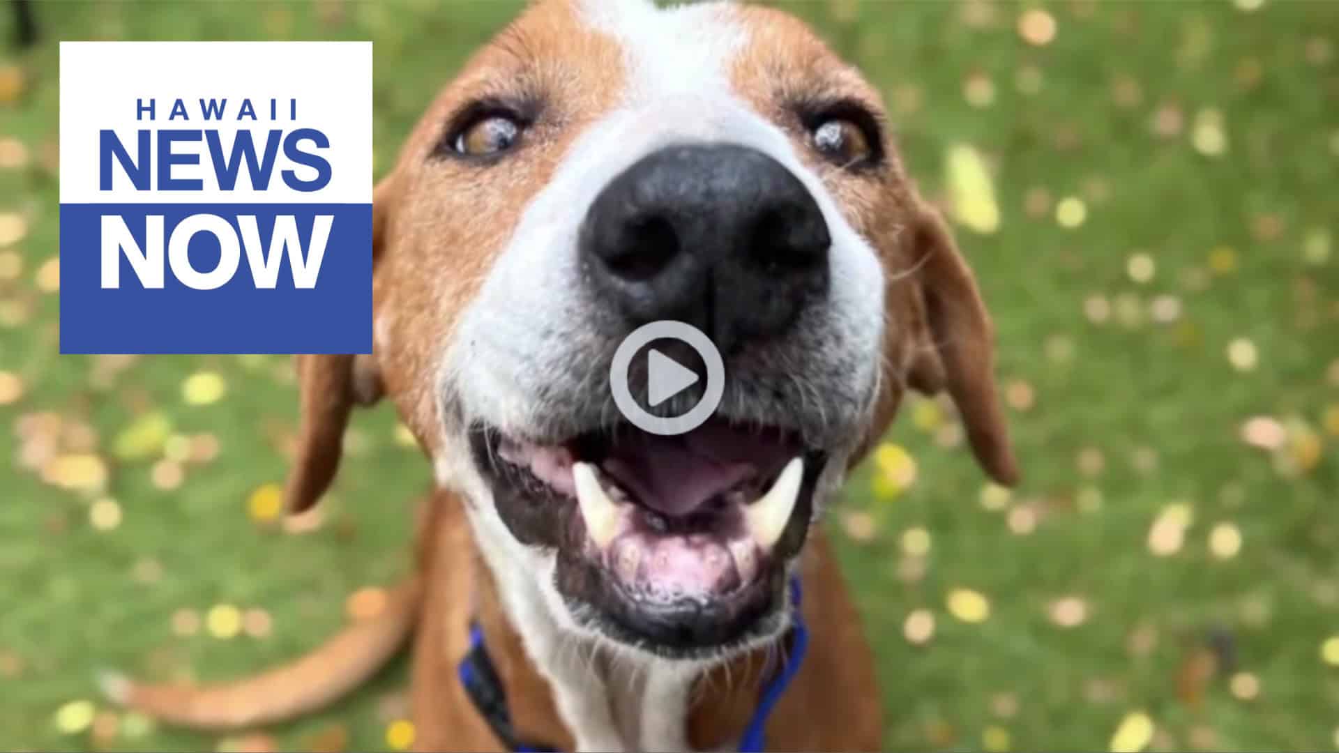 hawaii news now oct 2025