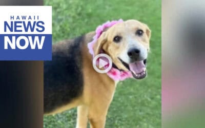 ‘The heartbreaking point’: Pet shelter urges adoptions as it prepares to euthanize dogs
