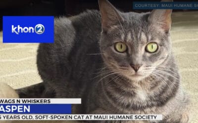 Queen Aspen is ready to join her furr-ever home