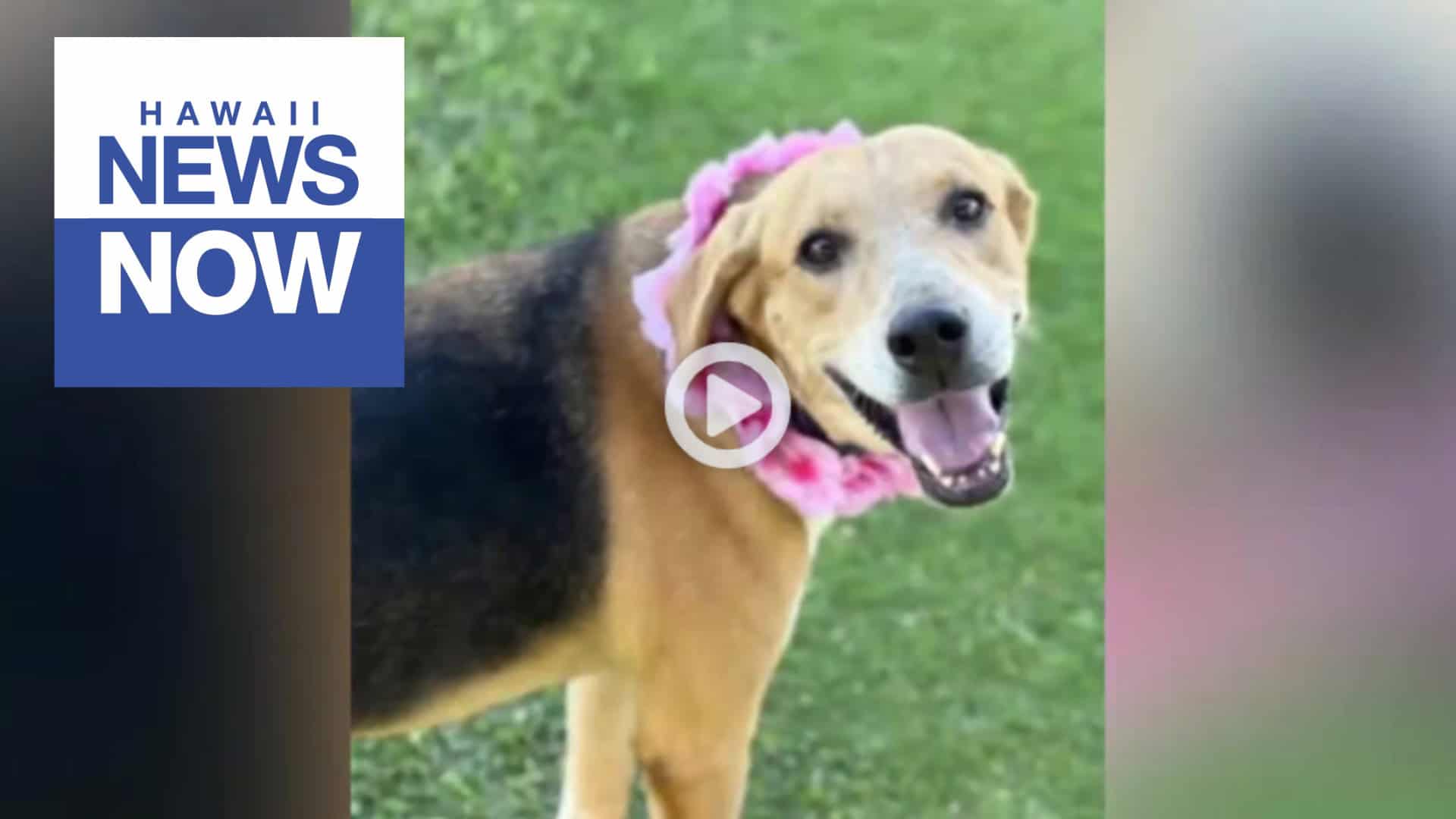 hawaii news now - oct 2025
