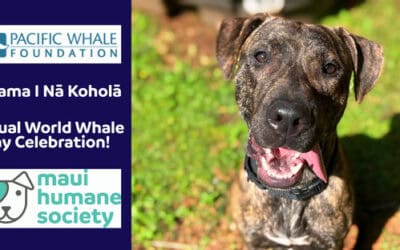 🌊 Annual World Whale Day Celebration 🐋