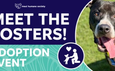 Meet The Fosters!