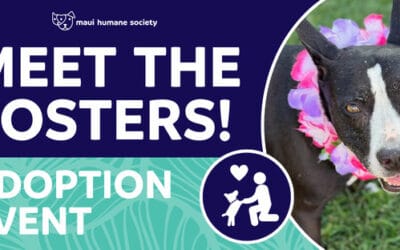 Meet The Fosters!