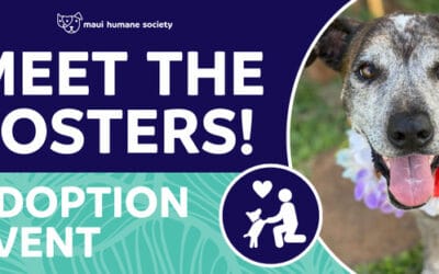 Meet The Fosters!