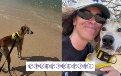 Tourists in Hawaii encouraged to borrow shelter dogs to take on ‘field trips’ during vacation