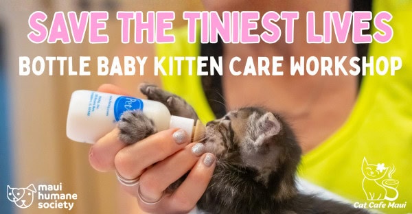 bottle baby kitten care workshop 2026 bottle baby kitten care workshop 2026