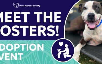 Meet The Fosters!