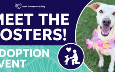 Meet The Fosters!