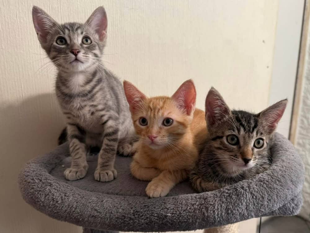 Kitten Fosters Needed!