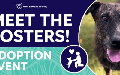 Meet The Fosters!