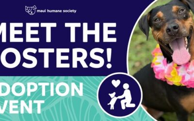 Meet The Fosters!