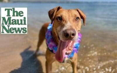 Pet of the Week: Scotch