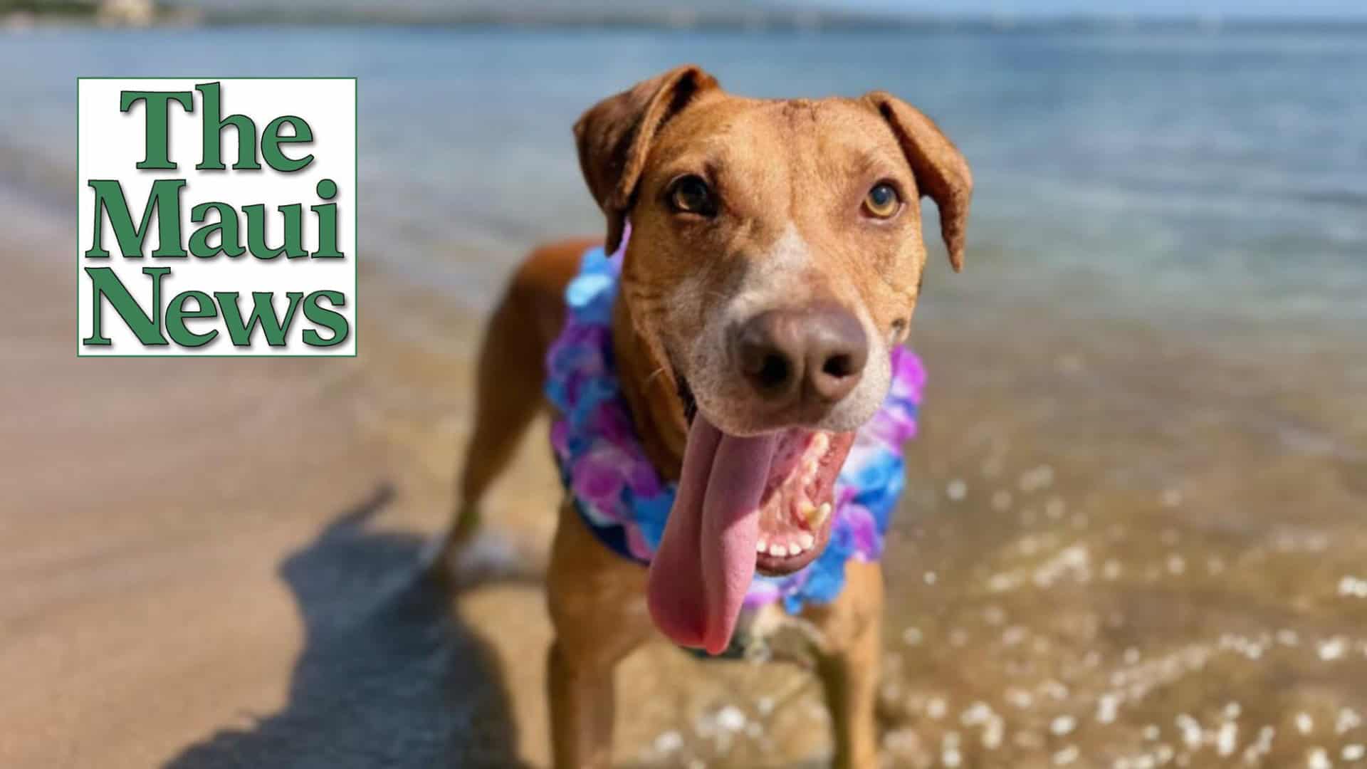 The Maui News POTW - Scotch