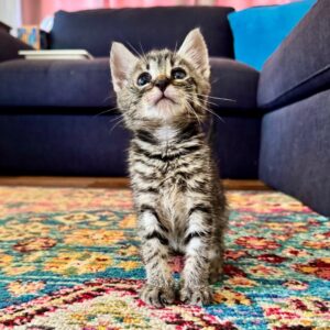 submit your pet's photo