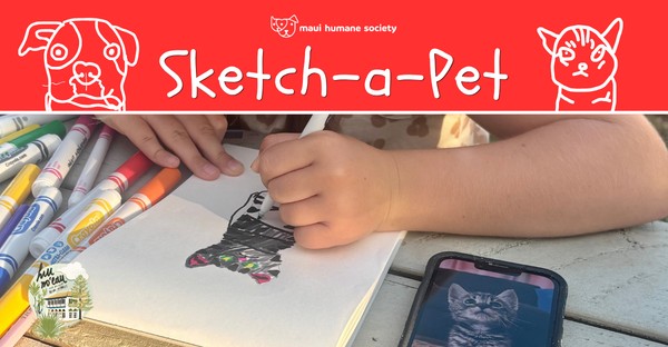 Sketch-a-pet - events