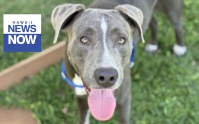 Free spay and neuter surgeries offered in Lahaina