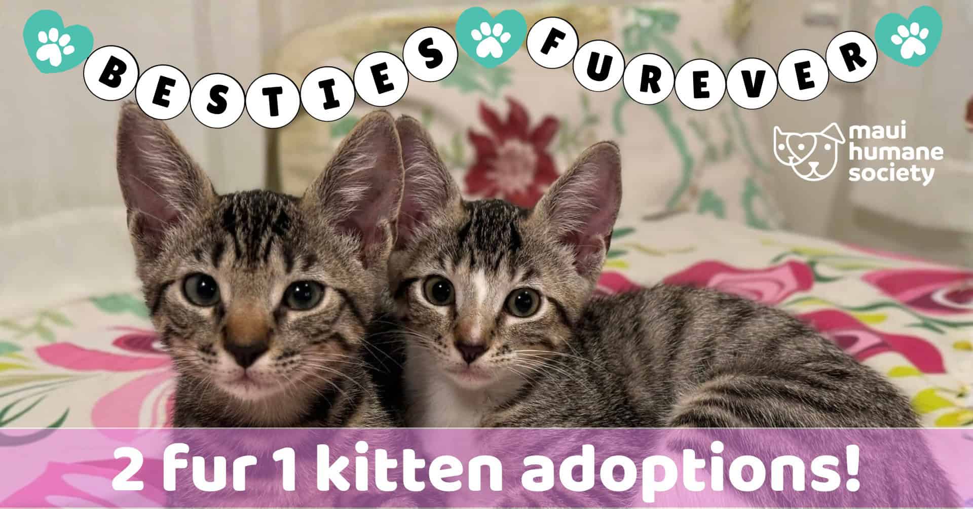 2 fur 1 event