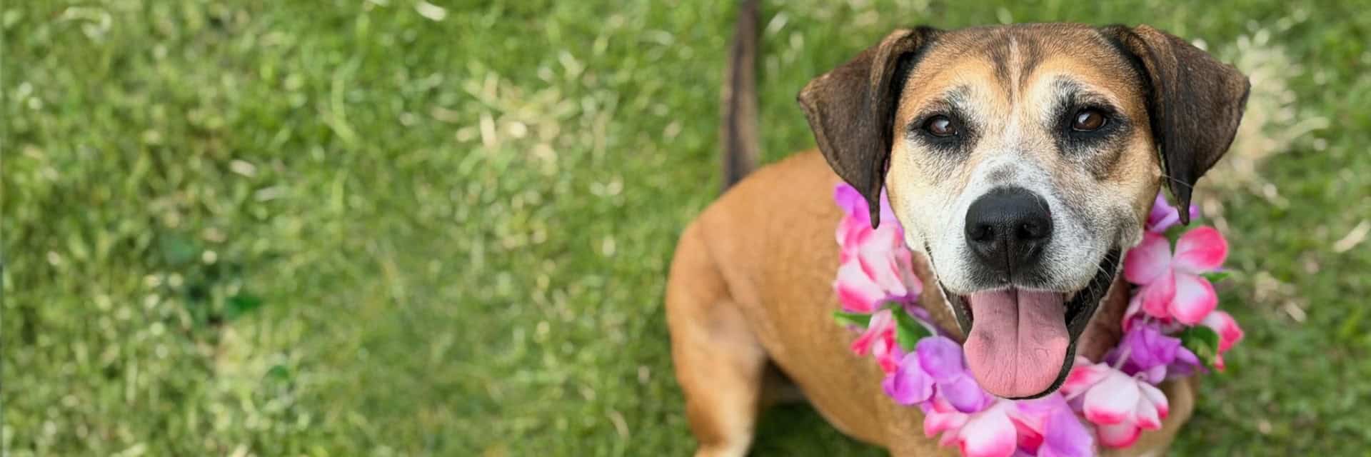 Adopt you new best friend like Dog French Toast