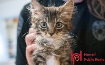 Maui Humane Society continues recovery work 3 years after fires