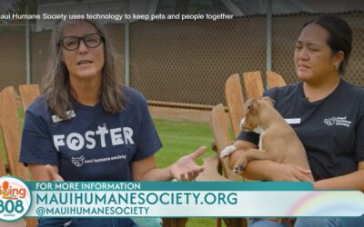 Maui Humane Society uses technology to keep pets and people together